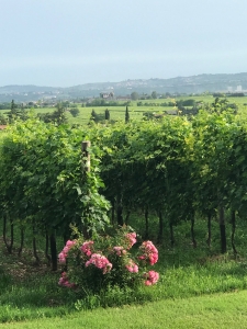 Weingut Masi Veneto