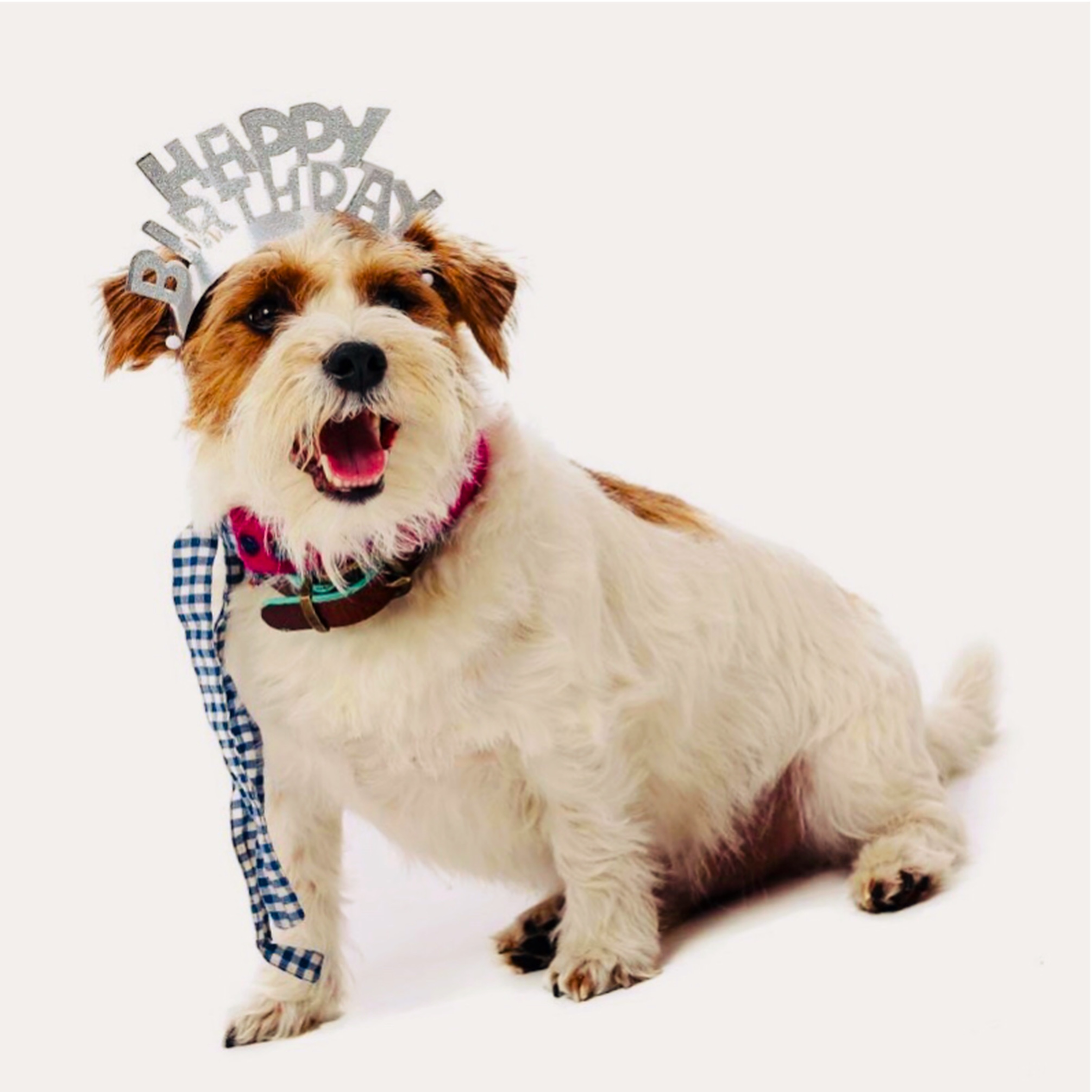 Happy Birthday Rusty - RUSTY THE DOG