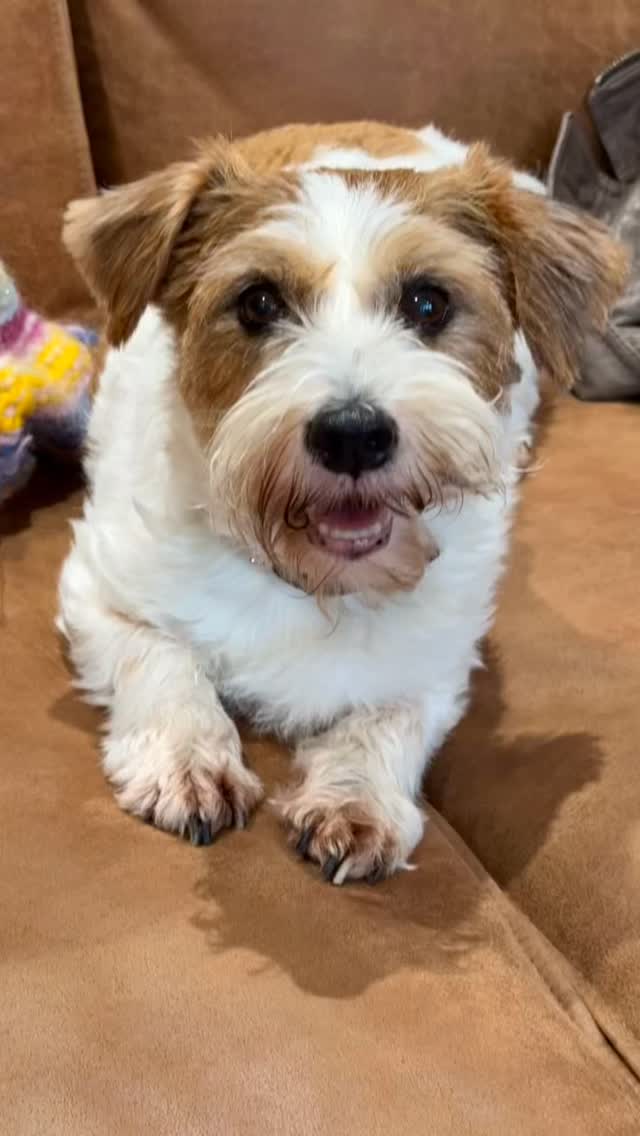 #pet #puppylove #paw @aurumfactura #ilovemydog #dogsofinstagram