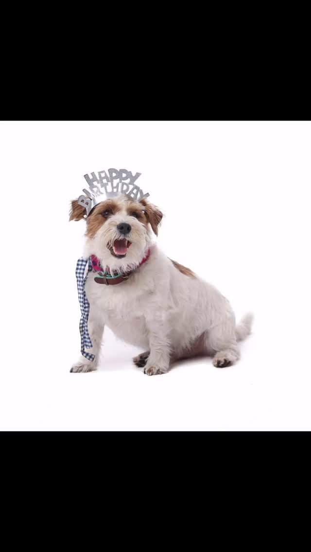 #Birthday #puppy #13 years #bestfriend #thx #mysoul Provider #ilovemydog