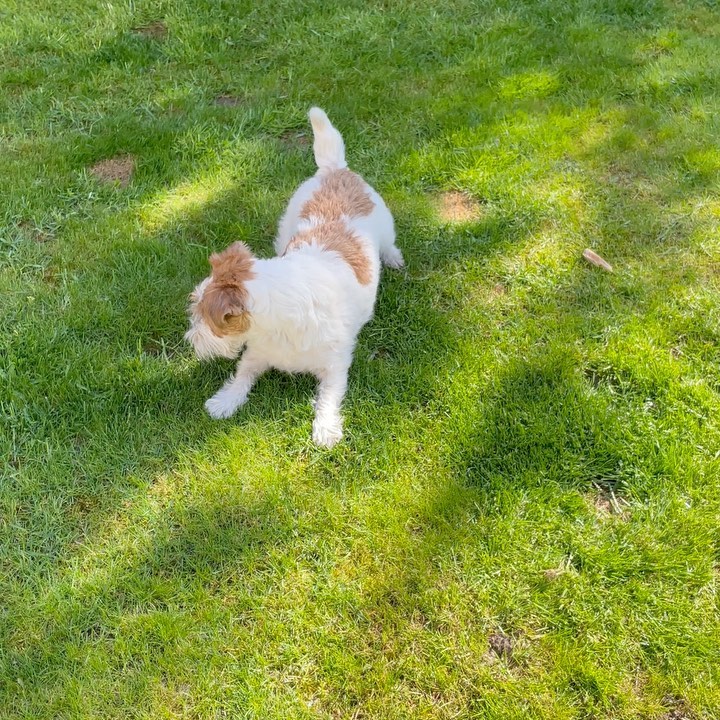 #sunny #funny #ilovemydog #dogsofinstagram #happy #feelings #Rusty-the-Dog